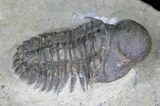 Rare Bulbous Nosed Actinopeltis Trilobite - #21536-4